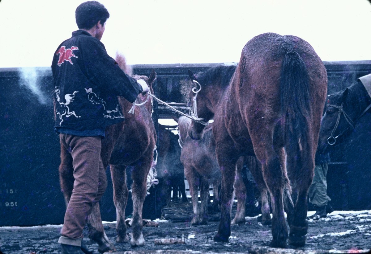 昭和30年代 馬市ののち鉄道で運ばれる馬2
