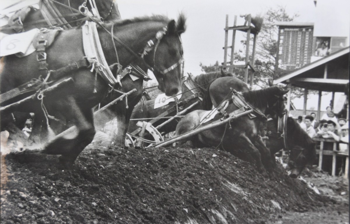 昭和35年 ばんえい競馬2